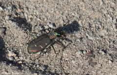 Cicindela depressula
