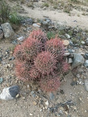 Homalocephala polycephala