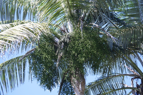 Ceroxylon echinulatum, photograph 5