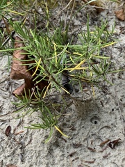 Conradina verticillata