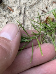 Conradina verticillata