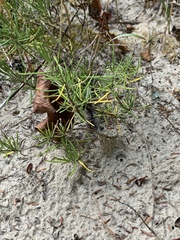 Conradina verticillata