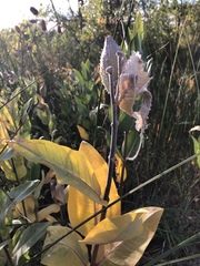 Asclepias speciosa