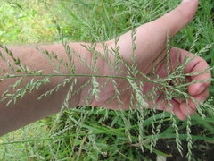 Leptochloa panicoides