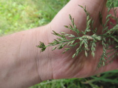 Leptochloa panicoides