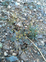 Eriogonum thomasii