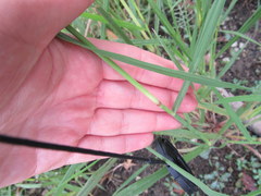 Leptochloa panicoides