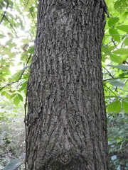 Fraxinus pennsylvanica subintegerrima