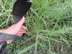 Leptochloa panicoides