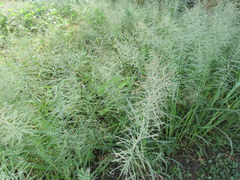 Leptochloa panicoides