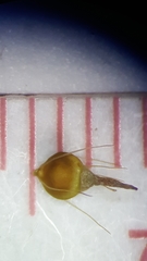 Rhynchospora gracilenta