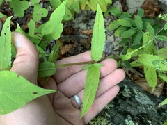 Eupatorium vaseyi
