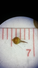 Rhynchospora gracilenta