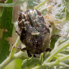 Euphoria sepulcralis