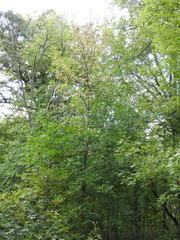 Fraxinus pennsylvanica subintegerrima