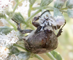 Euphoria sepulcralis