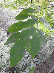 Fraxinus pennsylvanica subintegerrima
