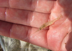 Palaemon kadiakensis