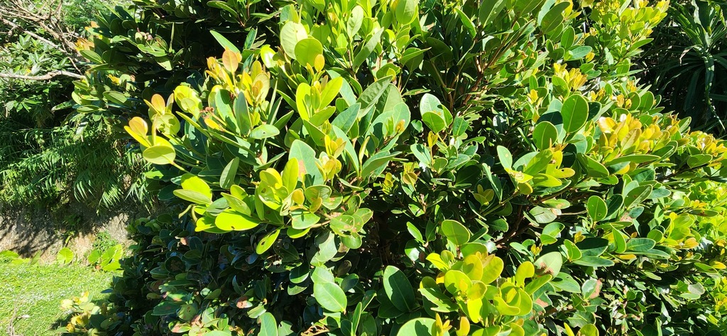 Syzygium paucivenium; photograph (c) 胡正恆(Jackson Hu), some rights reserved (CC BY)