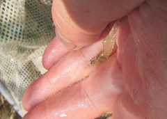 Palaemon kadiakensis