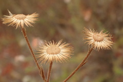 Pulicaria paludosa