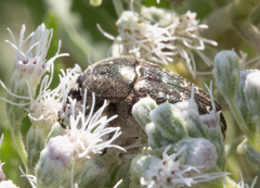 Euphoria sepulcralis