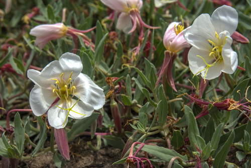 California evening primrose (Oenothera californica ssp. californica)