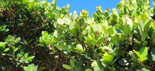 Syzygium paucivenium, photograph 3