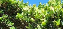 (c) 胡正恆(Jackson Hu), some rights reserved (CC BY) Syzygium paucivenium, photograph (c) 胡正恆(Jackson Hu), some rights reserved (CC BY)