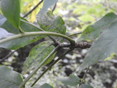 Fraxinus pennsylvanica subintegerrima