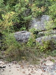 Conradina verticillata