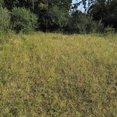 Sporobolus compositus