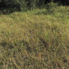 Sporobolus compositus