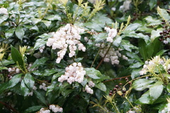 Pieris