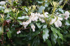 Pieris