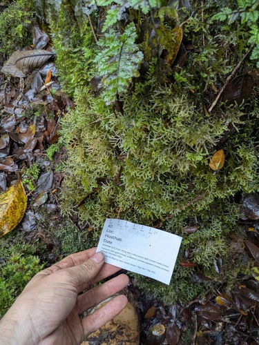 Plagiochila mauiensis observed 2025-06-17