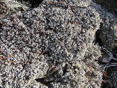 Stereocaulon paschale