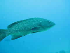 Mycteroperca rosacea