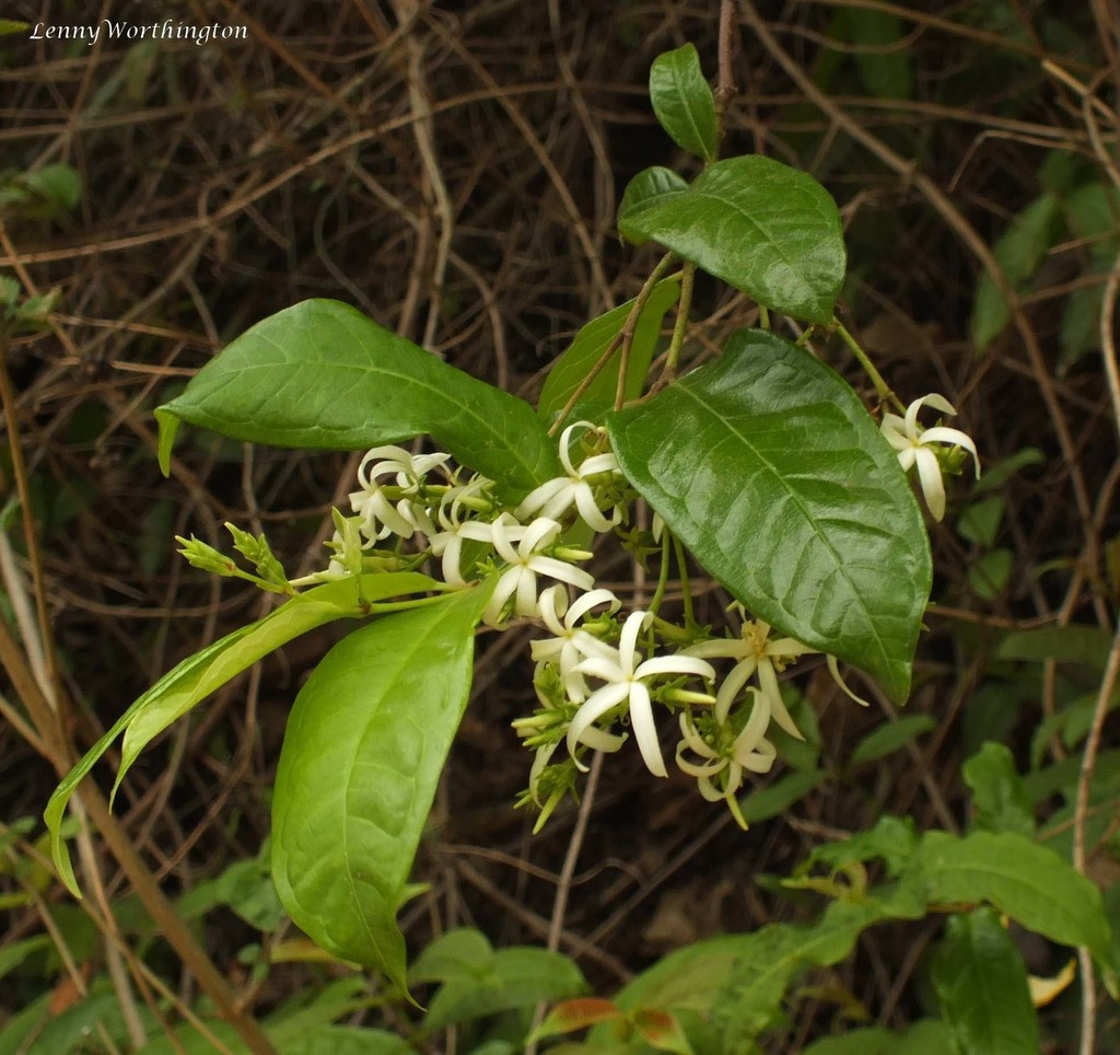 Chè bông – Amphineurion marginatum