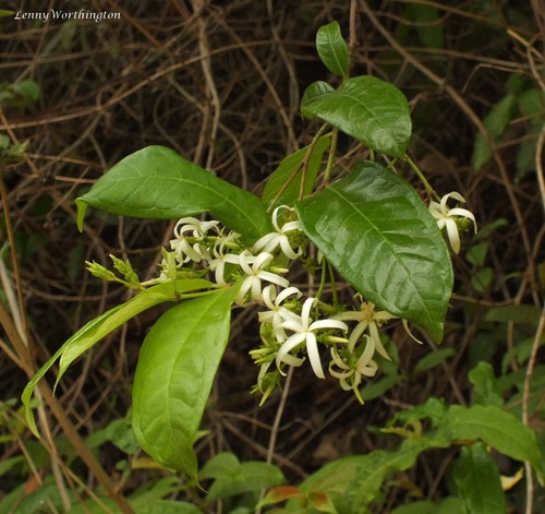 Amphineurion marginatum observed 2018-03-27