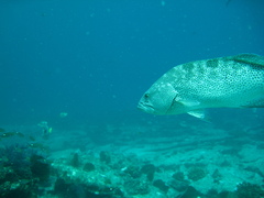 Mycteroperca rosacea