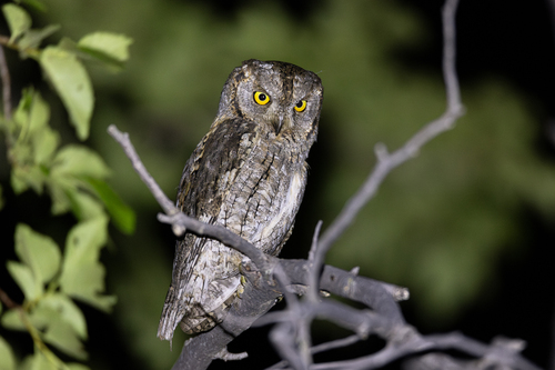 Petit-duc scops