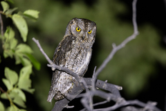 Eurasian Scops Owl photo 5
