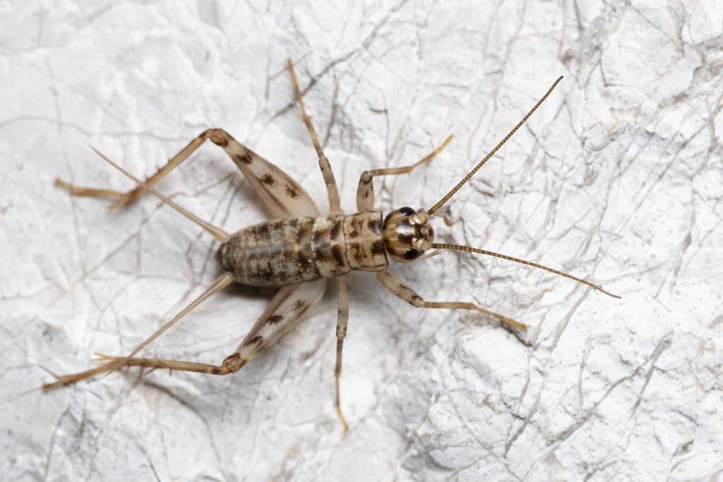 Gryllomorphinae