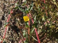 Camissoniopsis pallida
