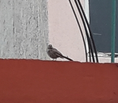 Melozone fusca