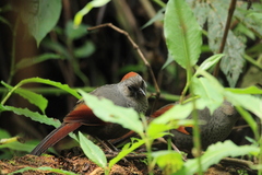 Golden-Winged Laughingthrush photo 3