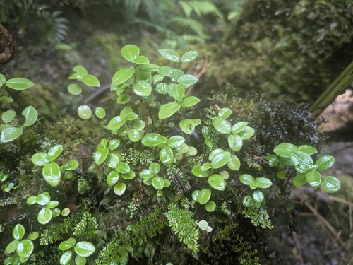 weakstem peperomia (Peperomia cookiana)