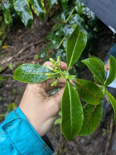 Psychotria hexandra, 2025-06-17