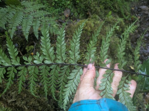Asplenium acuminatum observed 2025-06-17